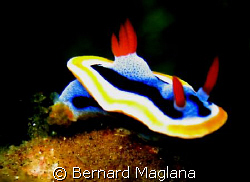 NUDI/House reef, El Dorado Resort,Dauin,Negros Oriental..... by Bernard Maglana 